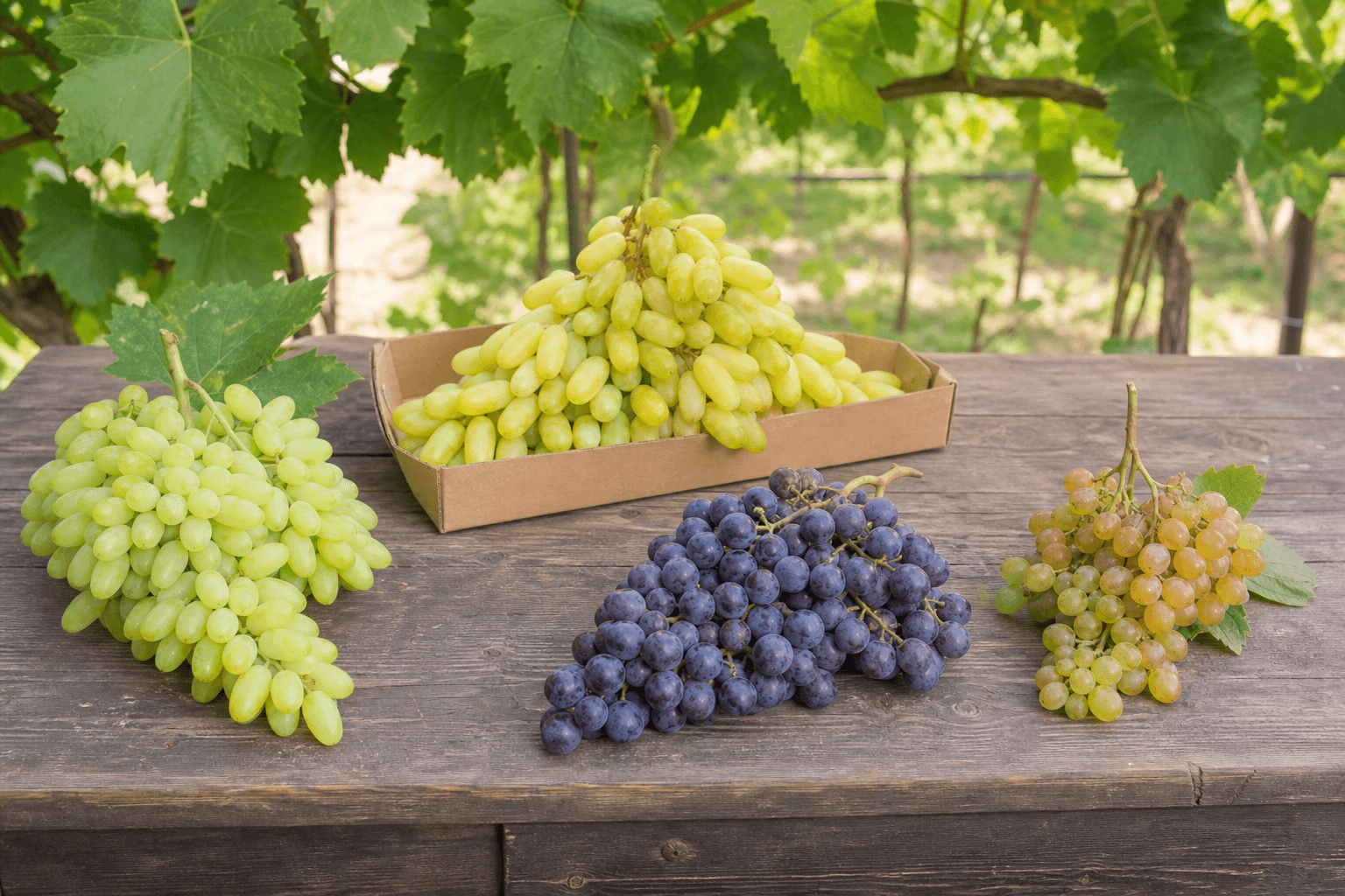 Visual guide to green elongated, golden, purple and amber Pakistani grape types