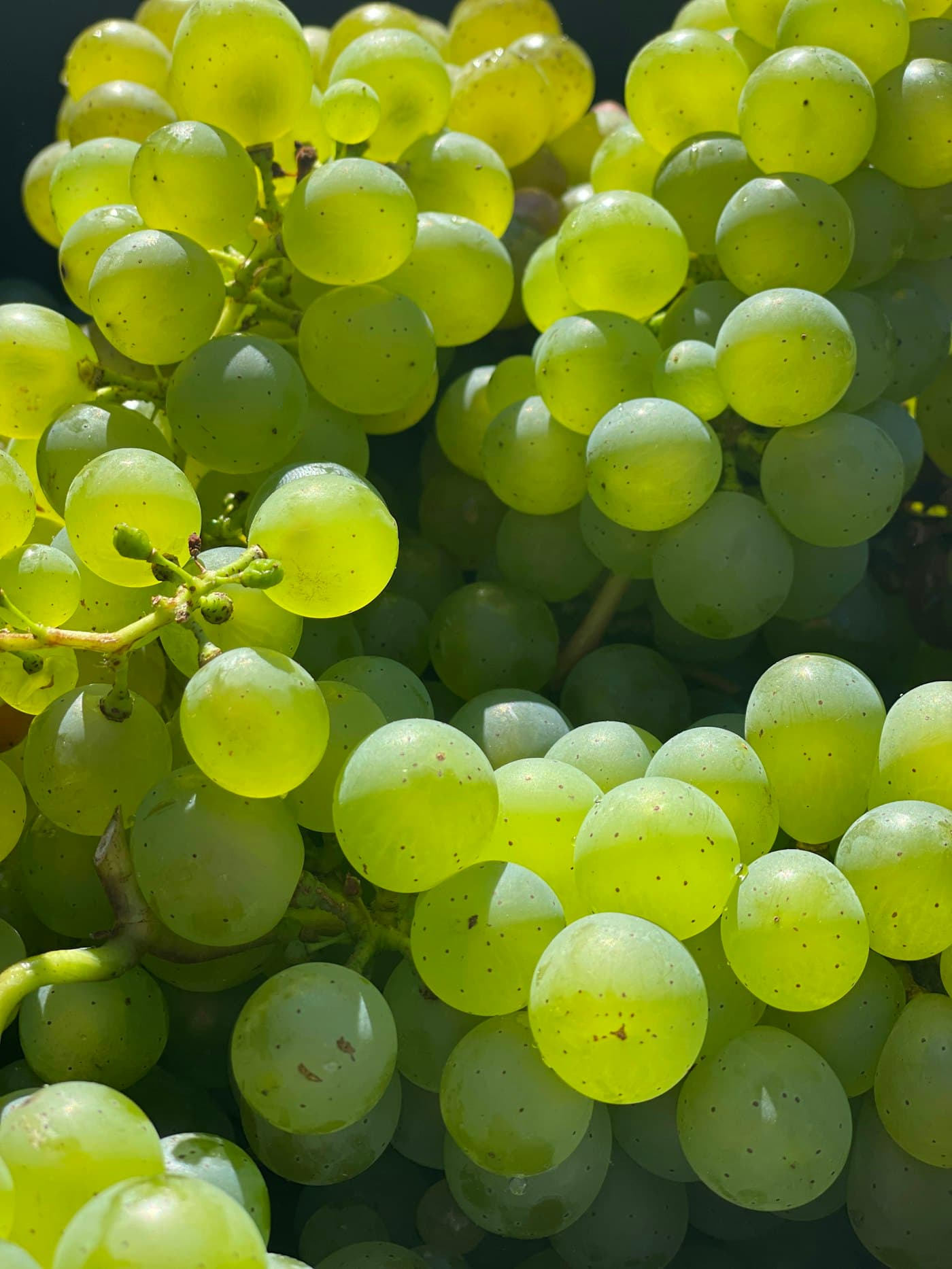 Fresh Grapes from Quetta & Pishin, Balochistan