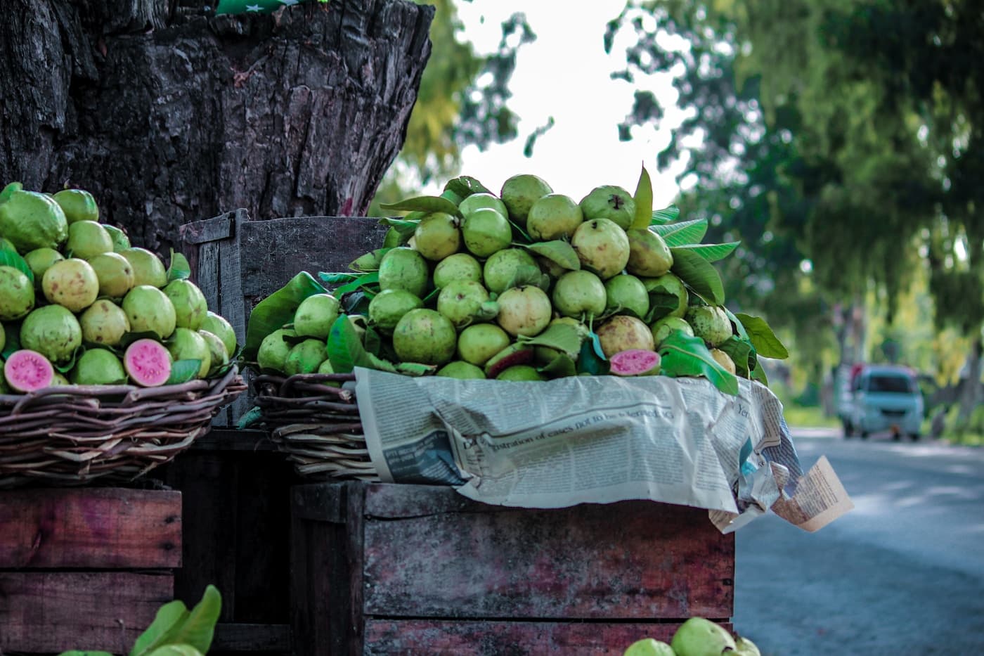 Fresh Guava from Kohat, KP & Larkana, Sindh