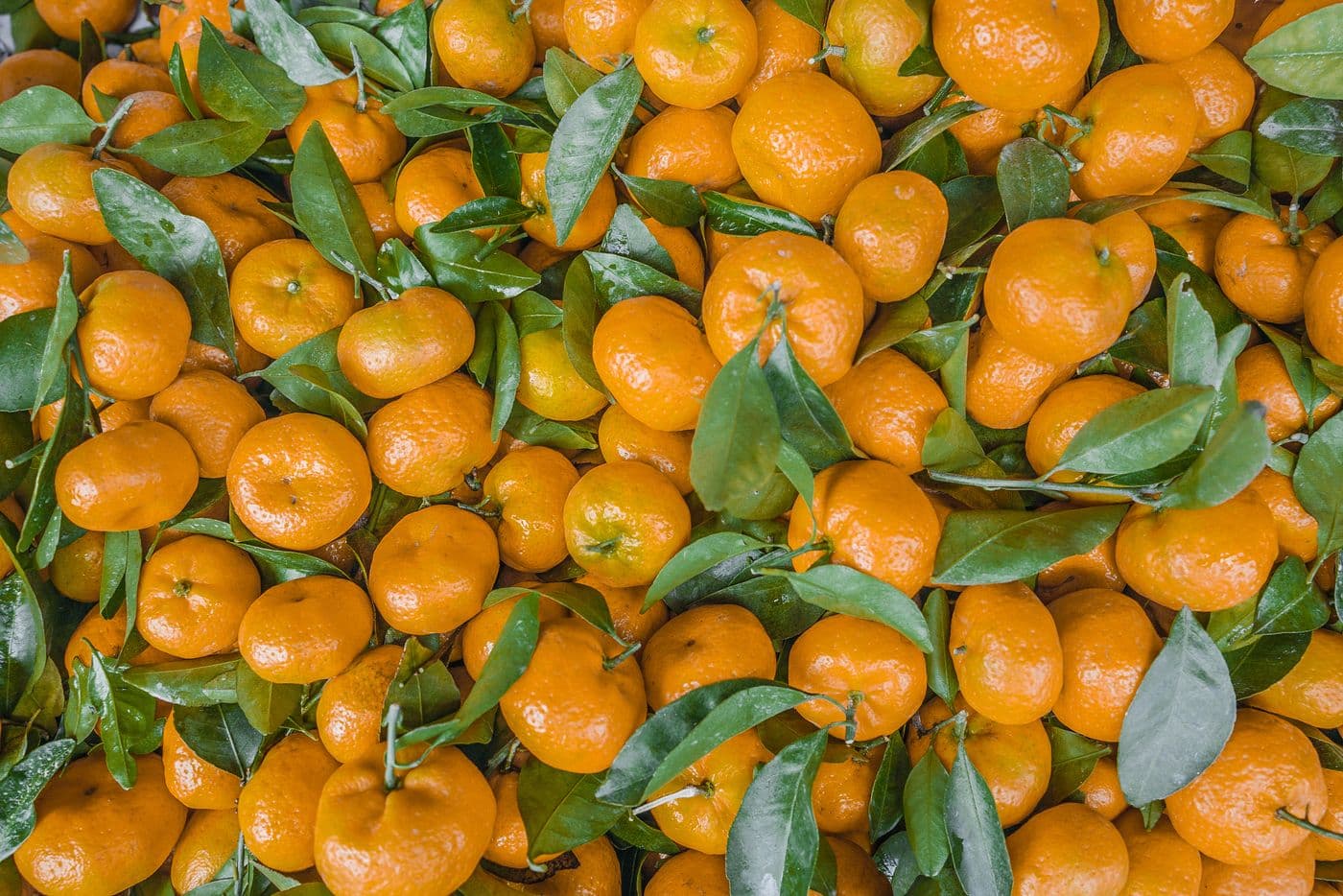 Fresh Kinnow & Malta from Sargodha, Punjab